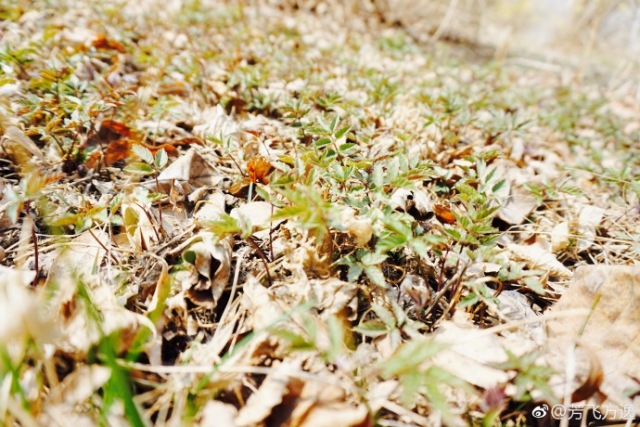 林志玲360无死角是真的美,全球最美360无死角的美女