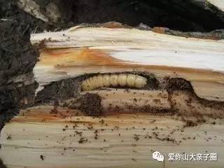 惊掉你下巴的“变态”虫生！盘点动物界那些长着长着就变形的主儿