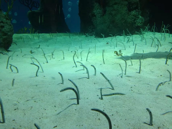 珠海长隆海洋王国攻略2天亲子游,珠海长隆海洋王国旅游亲子攻略