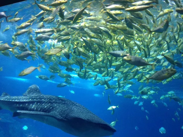 珠海长隆海洋王国攻略2天亲子游,珠海长隆海洋王国旅游亲子攻略