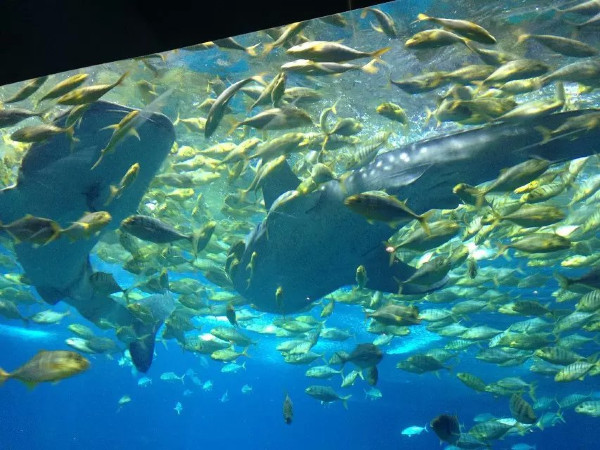 珠海长隆海洋王国攻略2天亲子游,珠海长隆海洋王国旅游亲子攻略