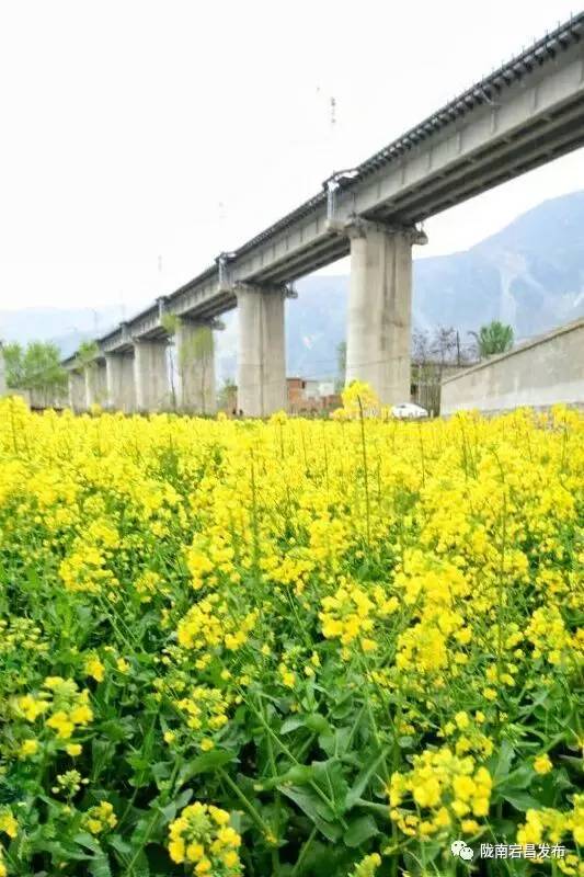 愿和你相遇,宕昌春晚春暖花开