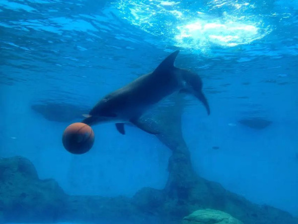 珠海长隆海洋王国攻略2天亲子游,珠海长隆海洋王国旅游亲子攻略