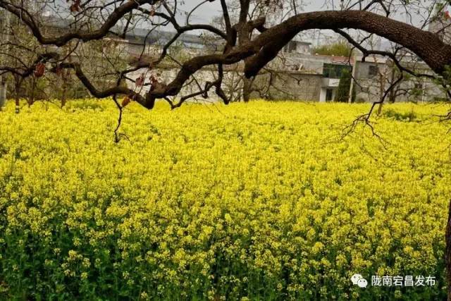 愿和你相遇,宕昌春晚春暖花开
