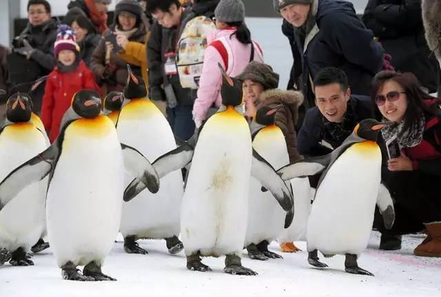 大猩猩给老虎喂奶,大猩猩给老虎喂奶太温馨太感动了