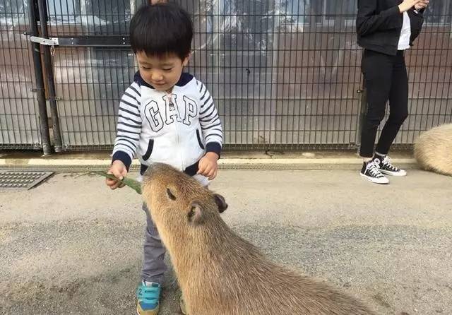 大猩猩给老虎喂奶,大猩猩给老虎喂奶太温馨太感动了