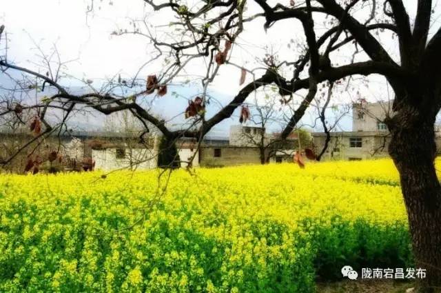 愿和你相遇,宕昌春晚春暖花开
