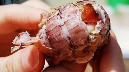 “注胶皮皮虾”视频刷屏青岛人笑了：不吃别浪费