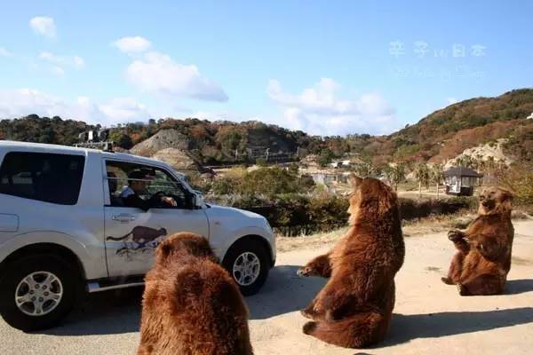 大猩猩给老虎喂奶,大猩猩给老虎喂奶太温馨太感动了