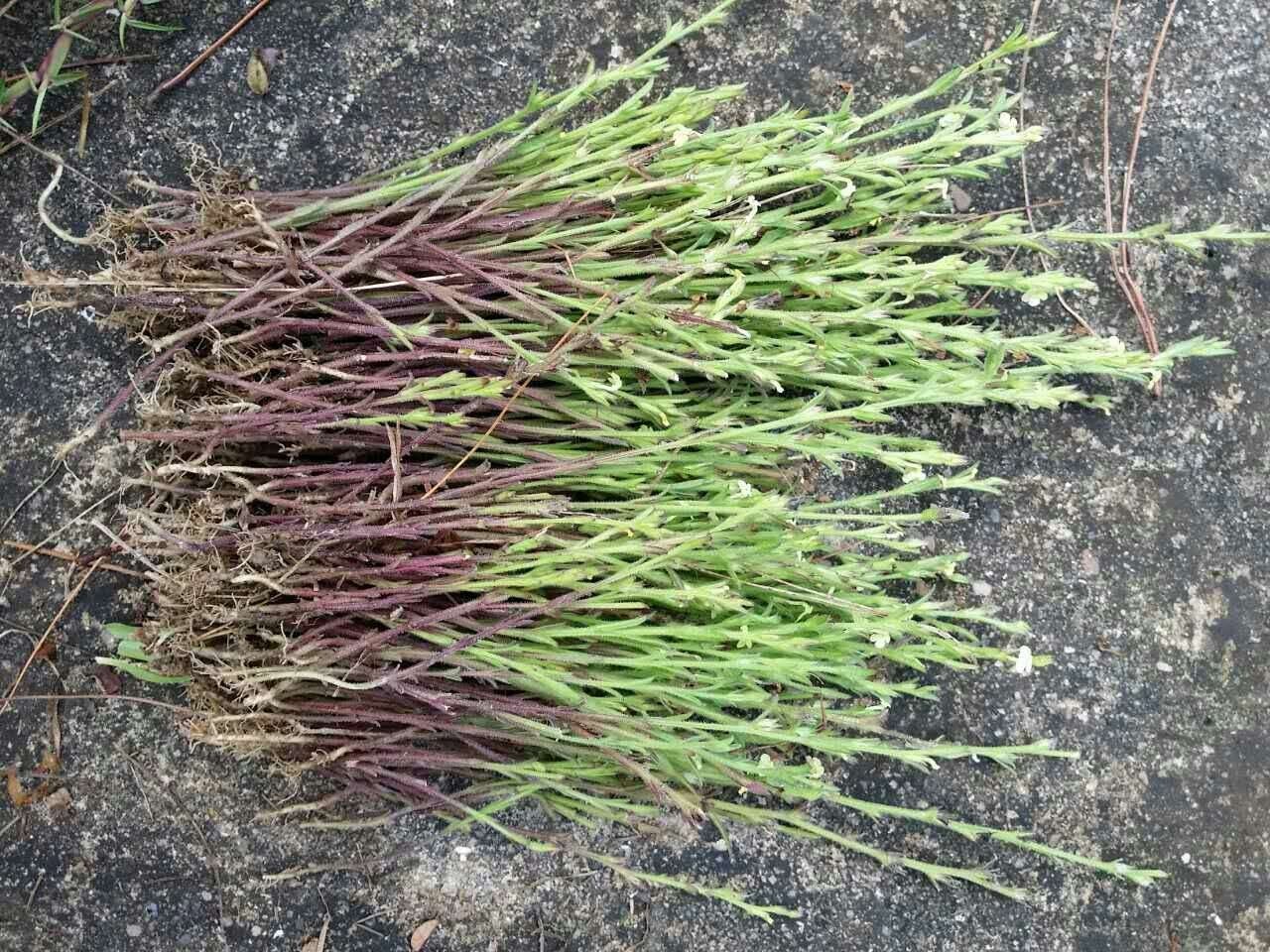 这个“含金”的小草，竟是旧时保婴丹