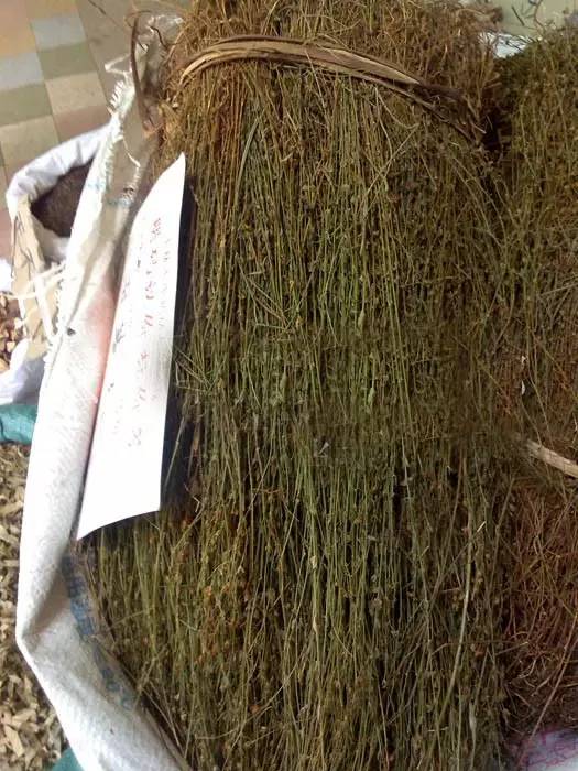 这个“含金”的小草，竟是旧时保婴丹