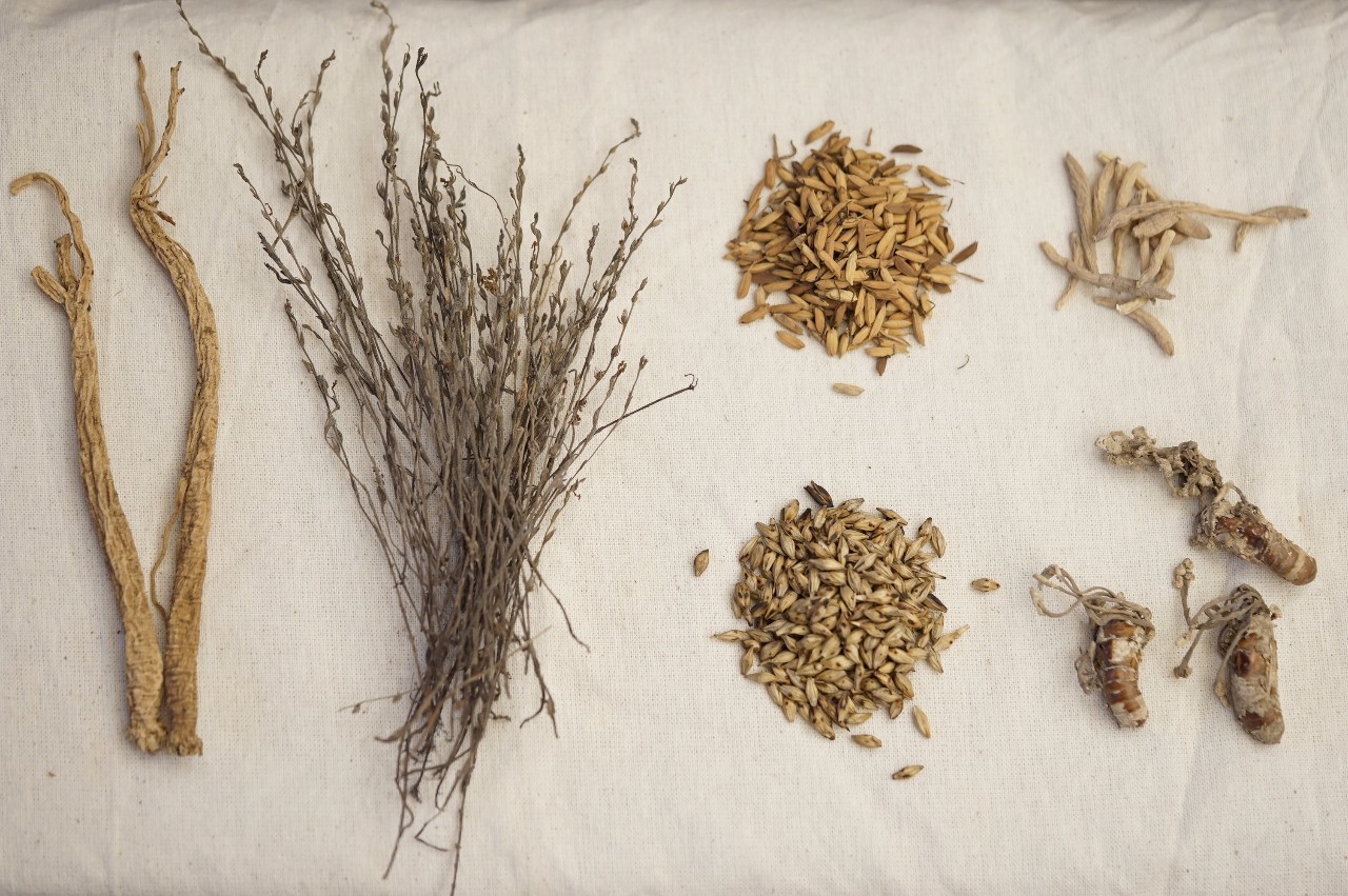 这个“含金”的小草，竟是旧时保婴丹