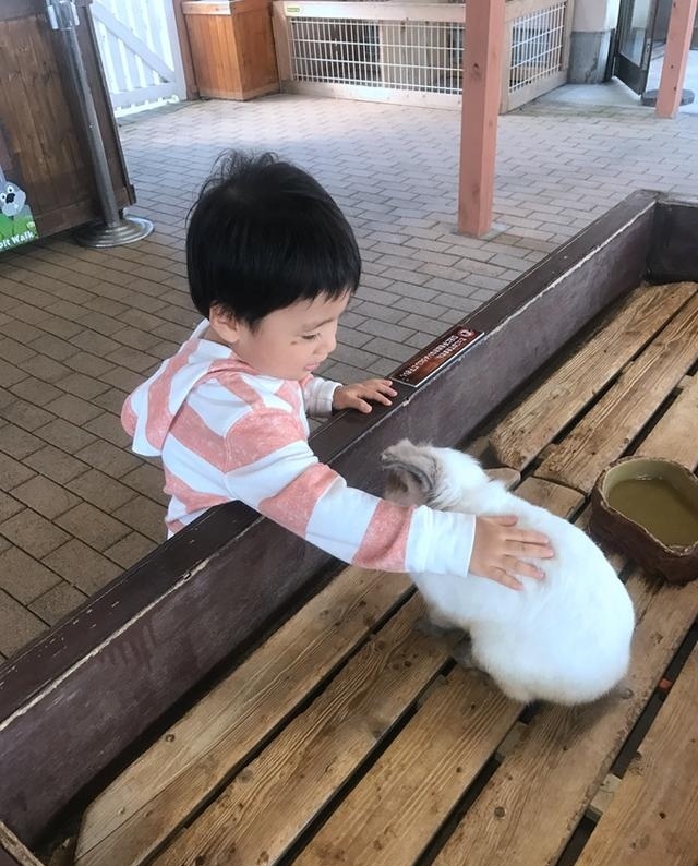 大猩猩给老虎喂奶,大猩猩给老虎喂奶太温馨太感动了