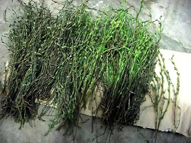 这个“含金”的小草，竟是旧时保婴丹