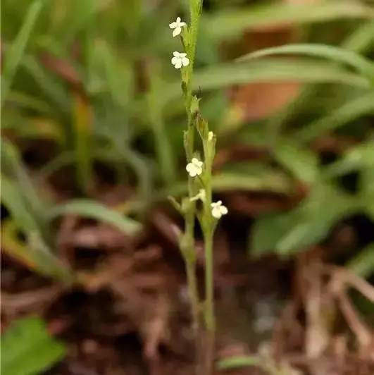这个“含金”的小草，竟是旧时保婴丹