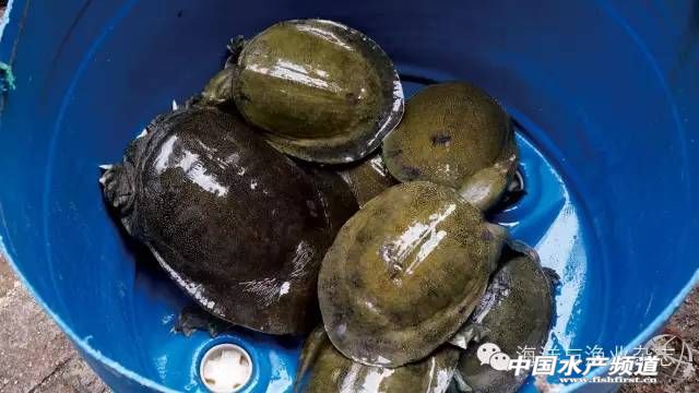 仿生态优质养殖甲鱼,福源甲鱼