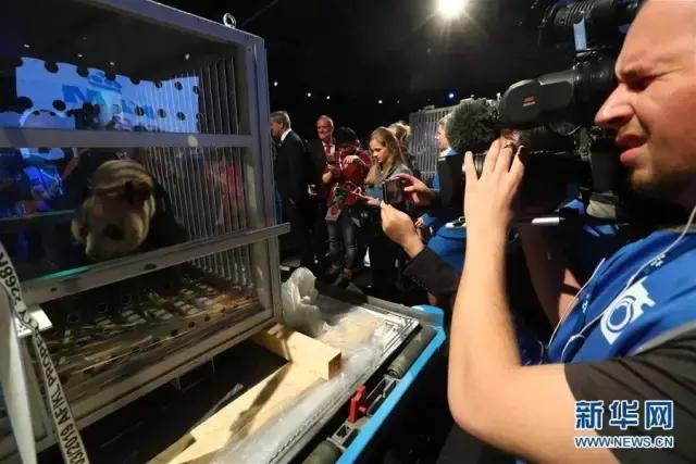 荷兰迎接中国大熊猫,大熊猫在国外有警车开道