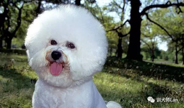 比熊，贵宾犬眼睛周围出现难看的泪痕，怎样获得微笑干净的脸？