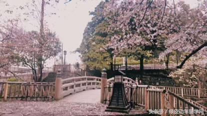 在日本的留学生要注意的事,在日本留学生可以做什么生意