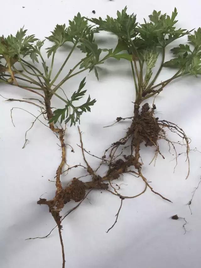 紫茎小叶灵艾,紫茎小叶灵艾图片