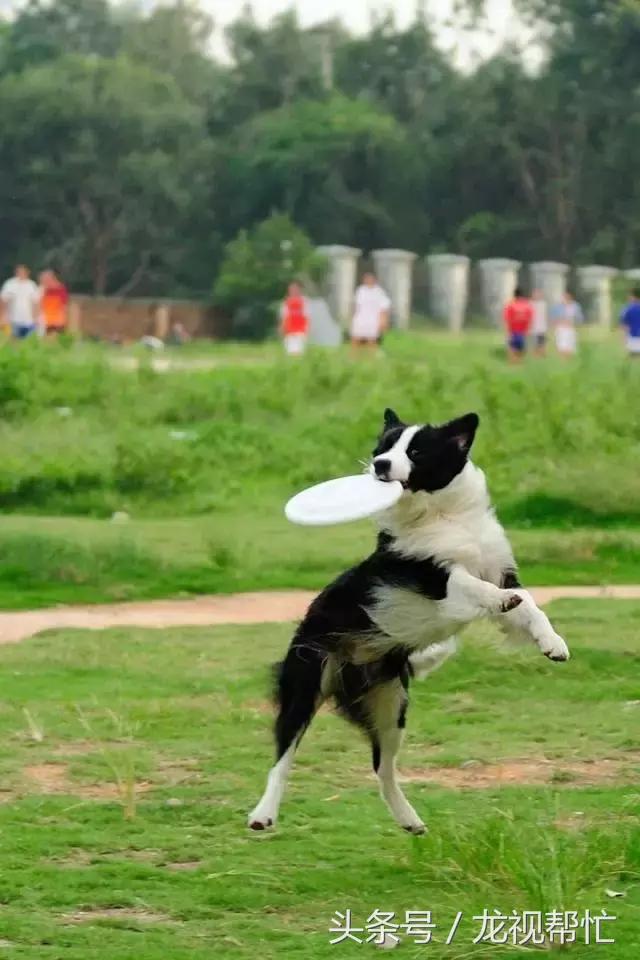 放羊是德牧好还是边境牧羊犬好,边境牧羊犬真的可以帮助放羊吗