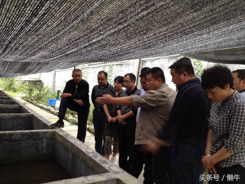 执着少年放弃外企高薪身居大山养大鲵，3年亏损上百万仍不言放弃