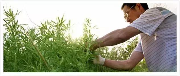 紫茎小叶灵艾,紫茎小叶灵艾图片