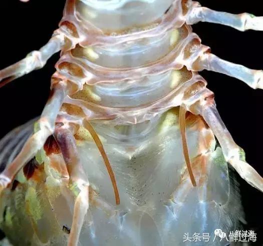 比手臂还粗的皮皮虾你吃过了吗,比手臂还大的皮皮虾吃起来超过瘾