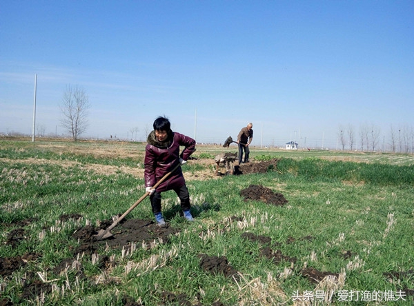 农民总结的种地顺口溜,老祖宗总结的种地顺口溜