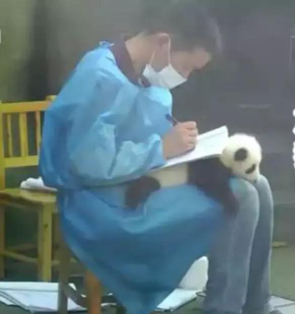 荷兰迎接中国大熊猫,大熊猫在国外有警车开道