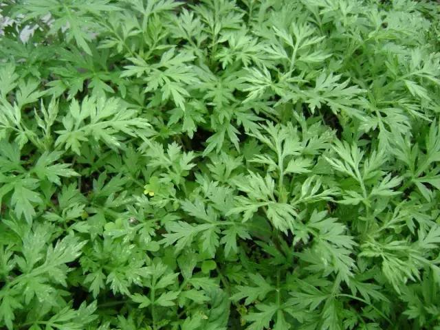 紫茎小叶灵艾,紫茎小叶灵艾图片