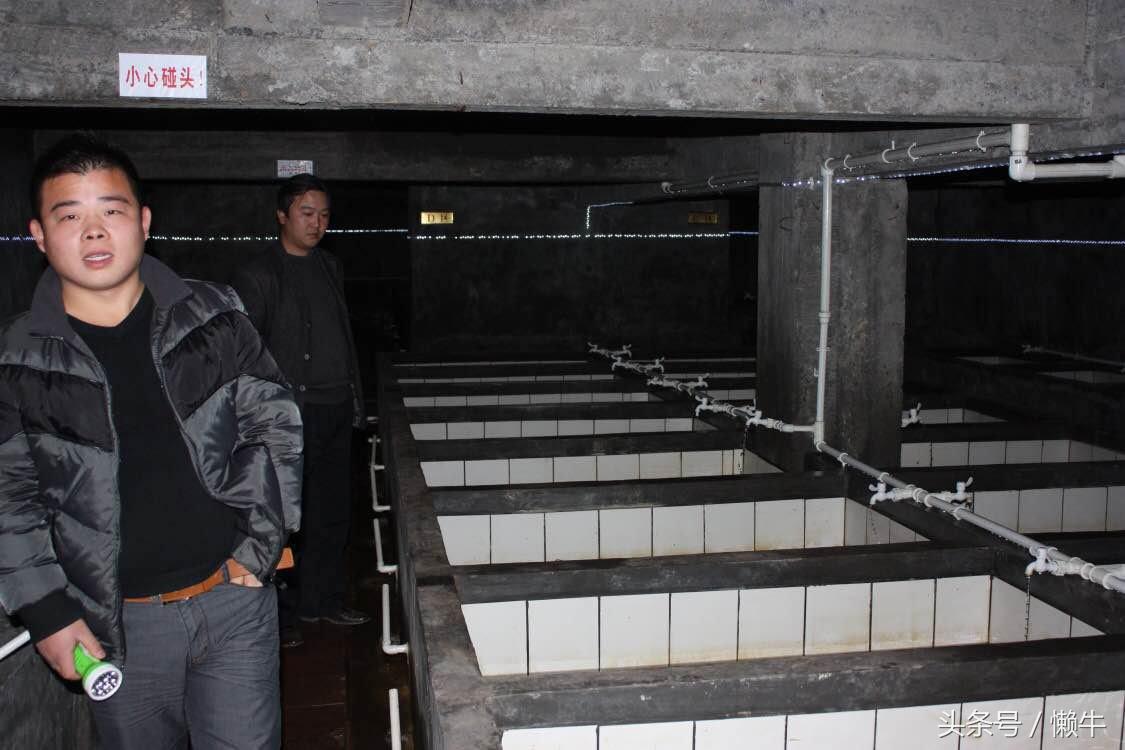 执着少年放弃外企高薪身居大山养大鲵，3年亏损上百万仍不言放弃