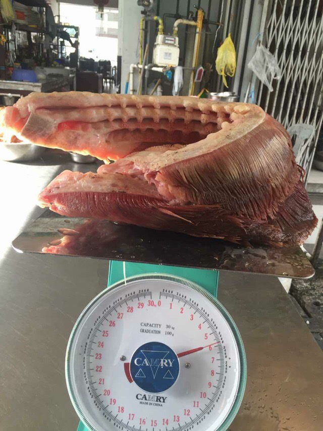 渔民捕获一条240斤龙胆石斑鱼,900斤巨无霸龙胆石斑鱼