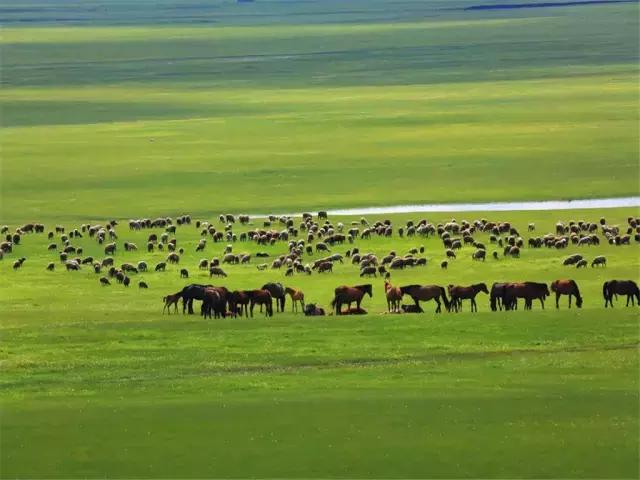 在草原骑马狂奔,在大草原策马驰骋