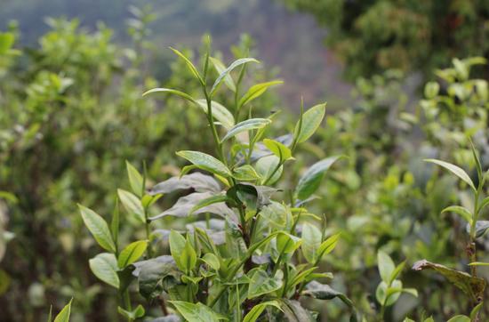 浜戝崡鍕愬簱鎴庢皬鍒惰尪涓栧,鍕愬簱鎴庢皬鍒惰尪宸ヨ壓