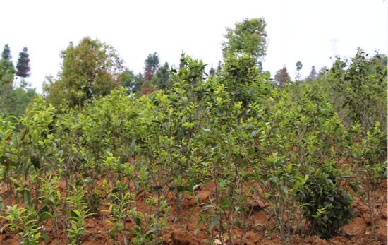 浜戝崡鍕愬簱鎴庢皬鍒惰尪涓栧,鍕愬簱鎴庢皬鍒惰尪宸ヨ壓