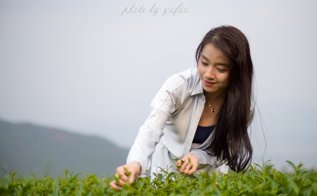 云端上的世外桃源，看看浇灌牛奶和土鸡蛋的有机乌龙茶长成啥样