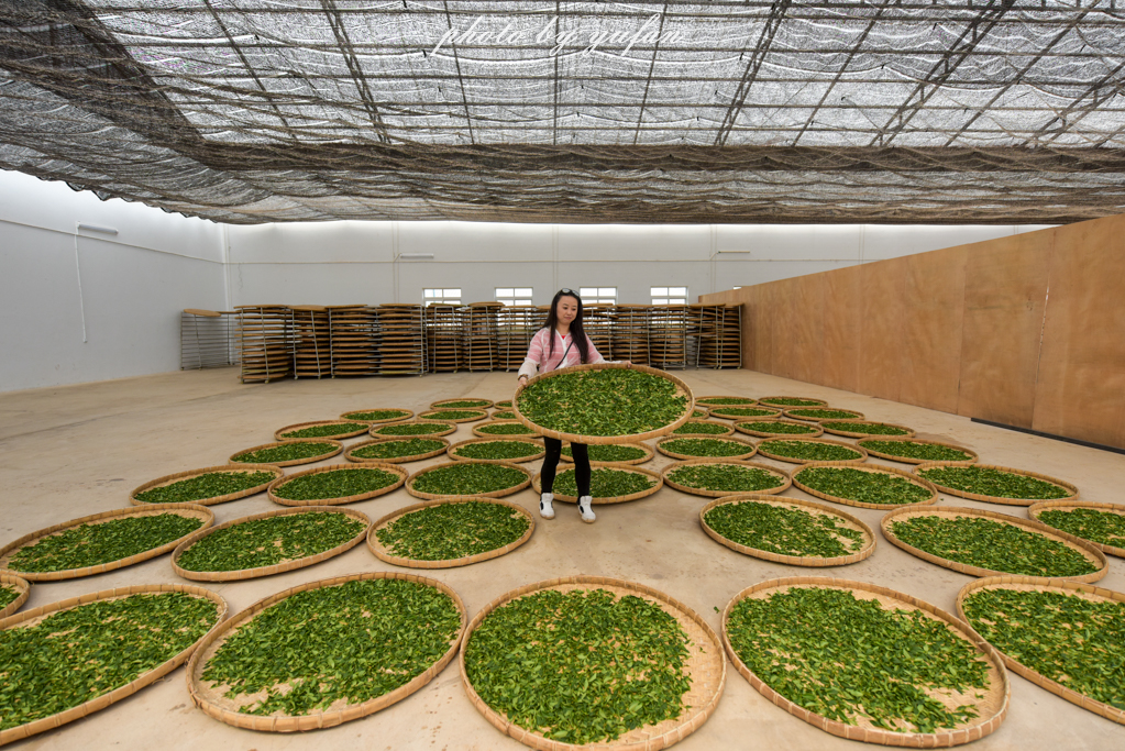 云端上的世外桃源，看看浇灌牛奶和土鸡蛋的有机乌龙茶长成啥样