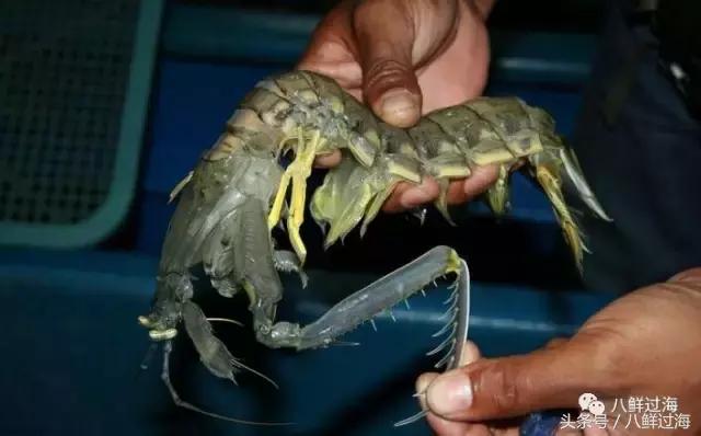 比手臂还粗的皮皮虾你吃过了吗,比手臂还大的皮皮虾吃起来超过瘾