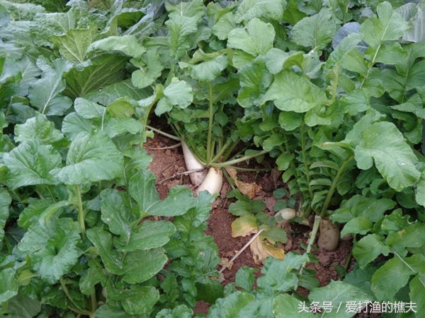 农民总结的种地顺口溜,老祖宗总结的种地顺口溜