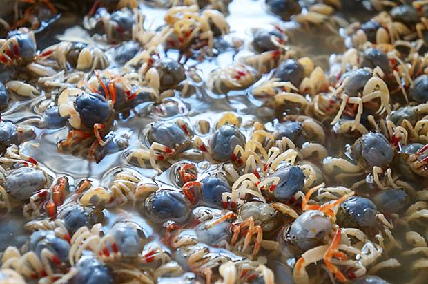 2900万年前的螃蟹,3500万年前的石头螃蟹