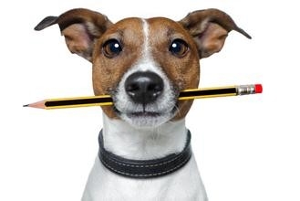 利用浴室训练幼犬定点大小便,怎么控制幼犬随时随地大小便