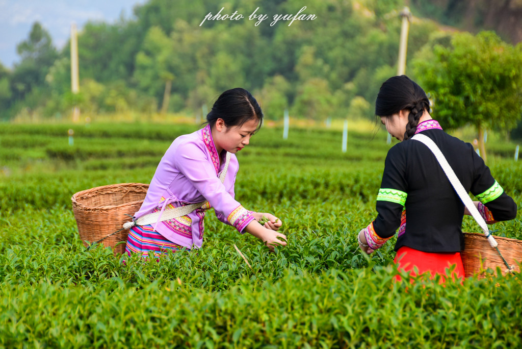 云端上的世外桃源，看看浇灌牛奶和土鸡蛋的有机乌龙茶长成啥样
