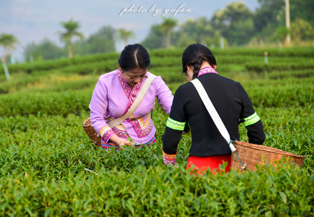 云端上的世外桃源，看看浇灌牛奶和土鸡蛋的有机乌龙茶长成啥样