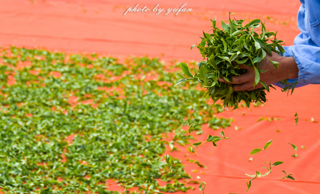 云端上的世外桃源，看看浇灌牛奶和土鸡蛋的有机乌龙茶长成啥样