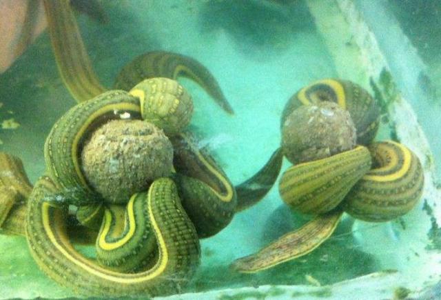 农村卖鱼苗的利润怎么样,农村卖水产品挣钱吗