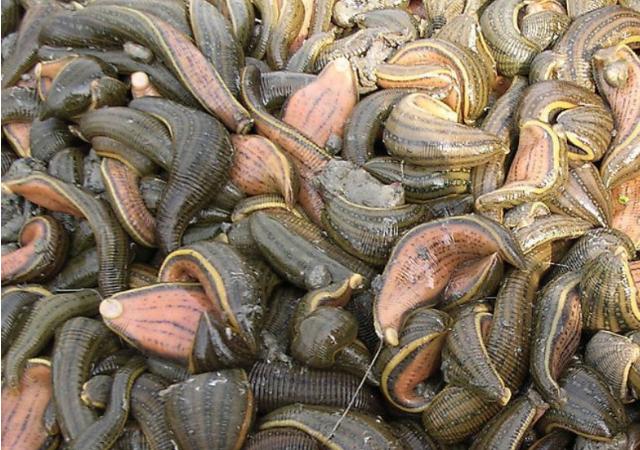 农村卖鱼苗的利润怎么样,农村卖水产品挣钱吗