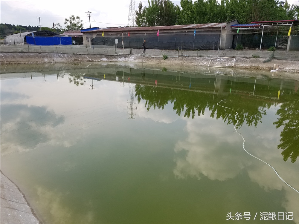 泥鳅的养殖前景和现状,泥鳅养殖前景和现状