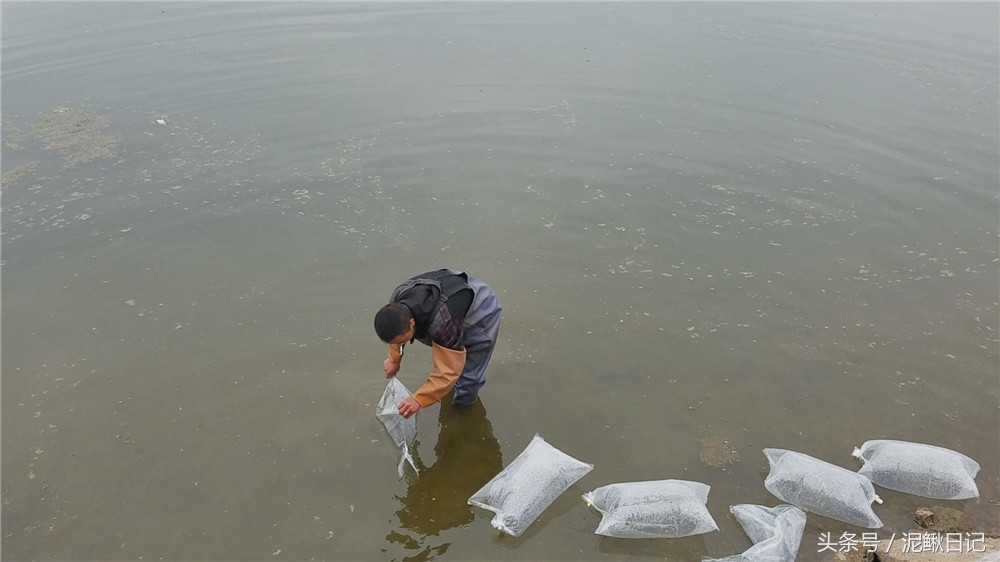泥鳅的养殖前景和现状,泥鳅养殖前景和现状