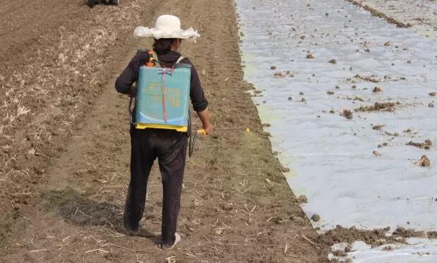 中国国际大蒜网邳州大蒜今日行情,世界大蒜看金乡